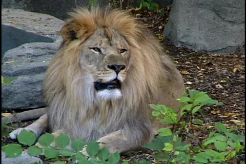 Lion Yawns Stock Footage 297850