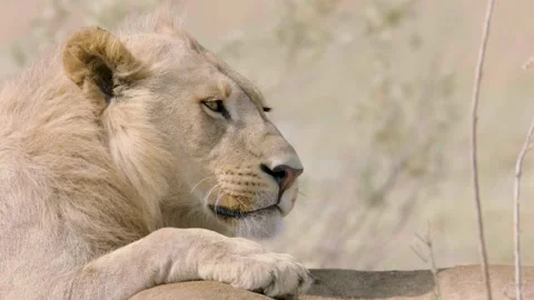 Lion Young male Close up Stock Footage 237443473