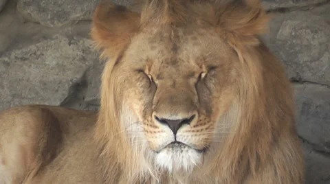 Lion in zoo close up Stock Footage 7758618