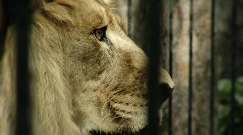 Lion zoo Stock Footage 740533