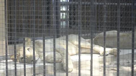 Lion in zoo Stock Footage 10861302