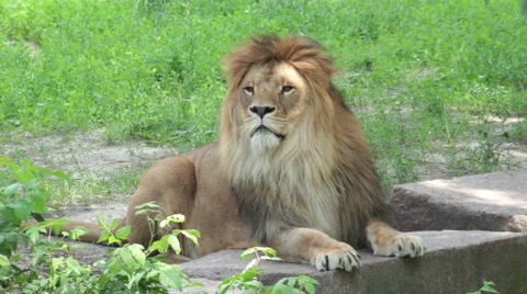 Lion at the zoo. Stock Footage 55711311