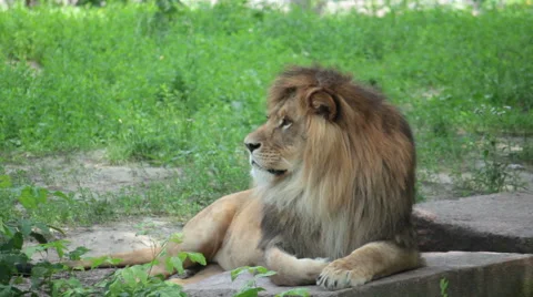Lion at the zoo. Stock Footage 55714095