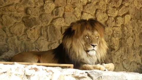 Lion at the zoo. Stock Footage 80221343