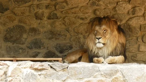 Lion at the zoo. Stock Footage 80283158