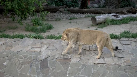 Lion at the zoo Stock Footage 90824455