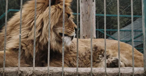 Lion in the zoo Video stock 152721502