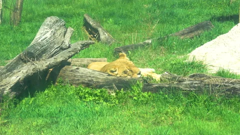A lion in a zoo Stockbeeldmateriaal 157383969