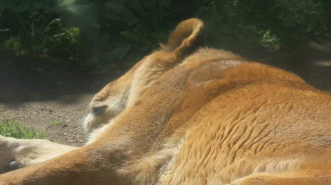 Lioness 03 Stock Footage 489309
