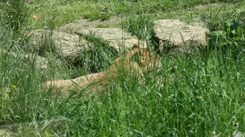 Lioness 04 Stock Footage 489269