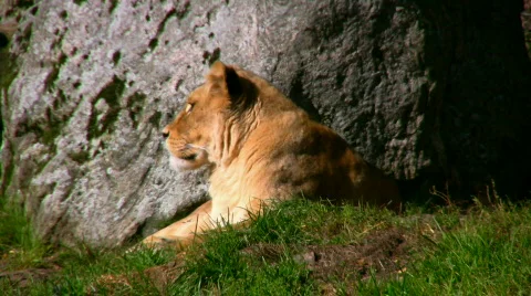 Lioness 1 스톡 동영상 540896