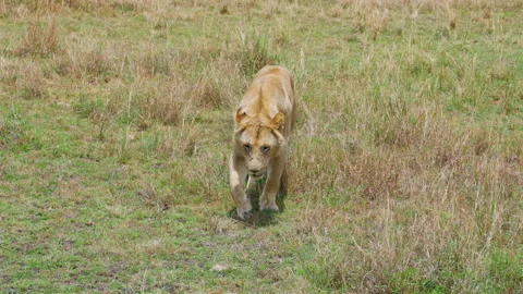 Lioness Advancing Toward Camera in Open Field Stock Footage 309860445