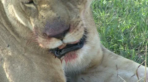 LIONESS AFTER FEEDING 库存影片 17384330