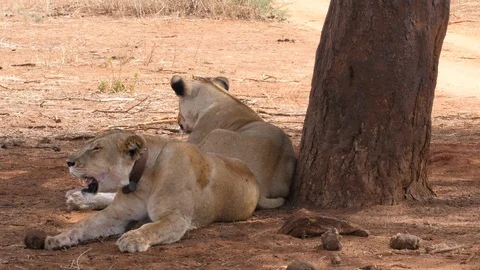 Lioness after hunt Stock Footage 125427080