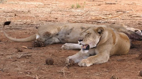 Lioness after Hunt Stock Footage 125427699