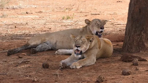 Lioness after Hunt Stock Footage 125427846