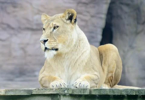 Lioness alert Stock Photos