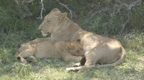 Lioness and cub Stock Footage 26639971