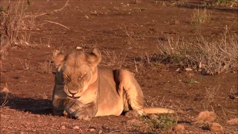 Lioness and cub Stock Footage 80791512