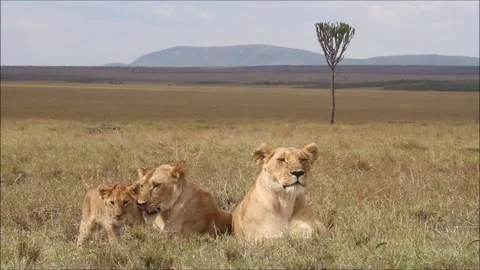 Lioness and cub Stock Footage 133032094