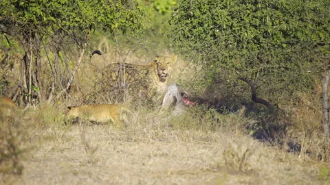 Lioness and Cubs Dragging Prey and Playing in Chobe National Park, Botswana Stockbeeldmateriaal 338232074