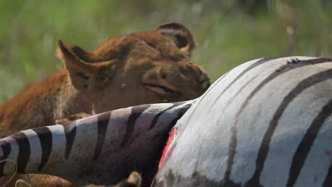 Lioness and Cubs Feeding on Zebra in Kenya Grassland Stock-Footage 322086853