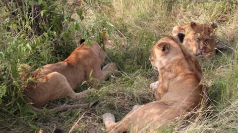 Lioness and Cubs Stock Footage 25671932