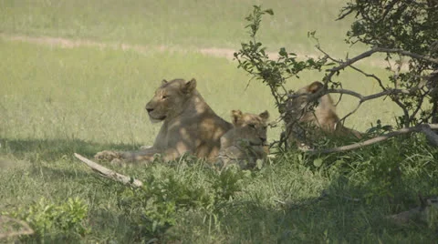 Lioness and cubs Stock Footage 26097648