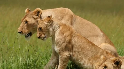 Lioness and cubs Stock Footage 133095793