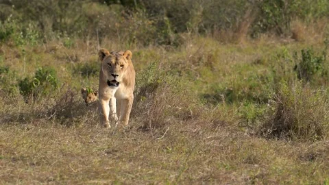 Lioness and cubs Stock Footage 238711240