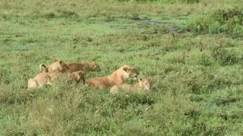 Lioness and cubs in the grass playing and licking Stock Footage