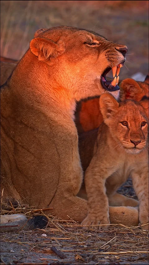 Lioness and cubs interaction in 4K 120p slo-mo 動画素材 341466181