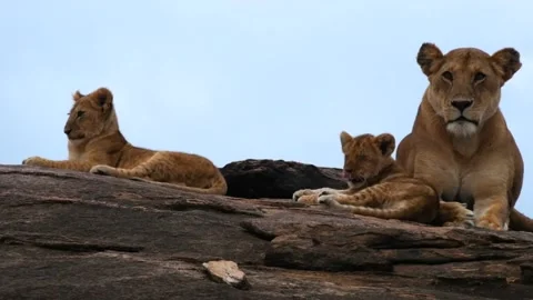 Lioness and cubs resting Stock Footage 133847784
