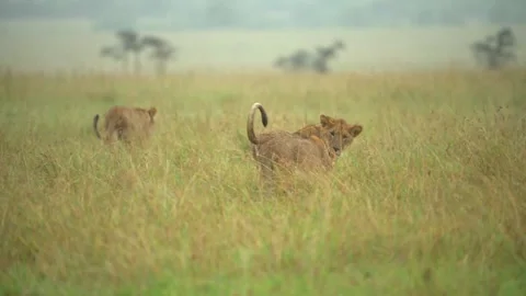 Lioness and Cubs Walking Through Savannah Grass in Light Rain 4k Telephoto Stock Footage 338263023