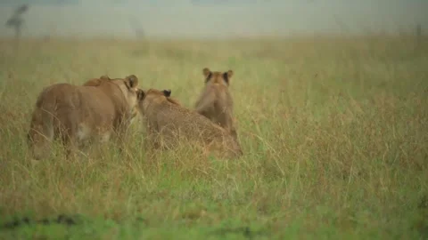 Lioness and Cubs Walking Through Wet Grass 4k Telephoto Wildlife Shot Stock Footage 338263039