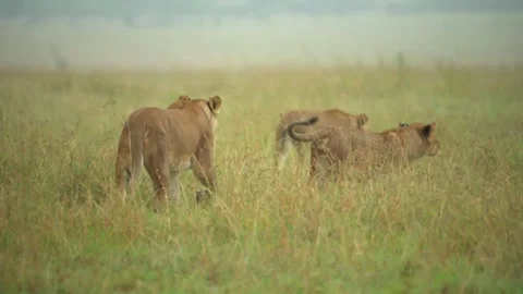 Lioness and Cubs Walking Through Savannah Grass in 4k Telephoto Shot Stock Footage 338263079