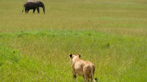 Lioness and elephant Stock Footage 133094699
