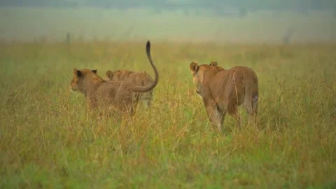A lioness and her two cubs walking through tall grass in the open savanna Stock Footage 340118284