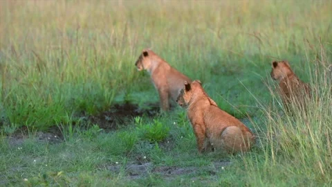 Lioness and lion cubs scouting for prey at Maasai Mara, Kenya Stock Footage 291624720