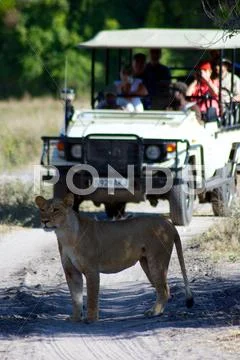 Lioness and Safari Truck! Stock Photos