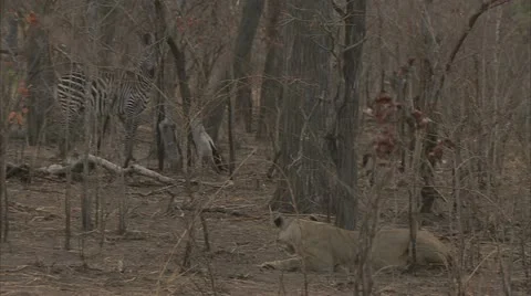 Lioness and zebra staring at each other. Niassa Reserve, Mozambique. Stock Footage 23780609