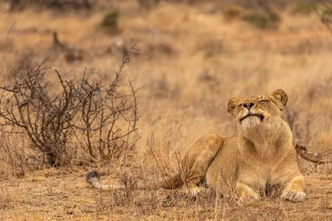 A Lioness appears to smile while lying down in the Bush in South Africa Stock Photos