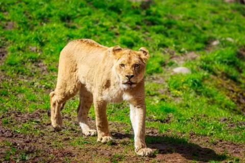 Lioness Approaching Stock Photos