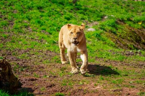Lioness Approaching Stock Photos