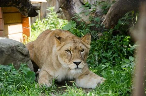 Lioness attack. preparation for a lion attack. lioness ambush to attack Stock Photos