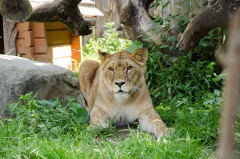 Lioness attack. preparation for a lion attack. lioness ambush to attack Stock Photos