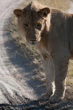 A lioness in Botswana Foto stock