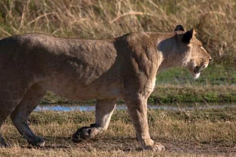 Lioness in Botswana Foto stock