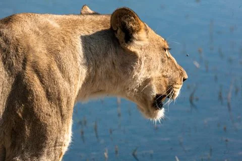 Lioness in Botswana Stock Photos