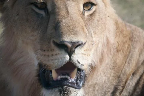 Lioness, Botswana Stock Photos